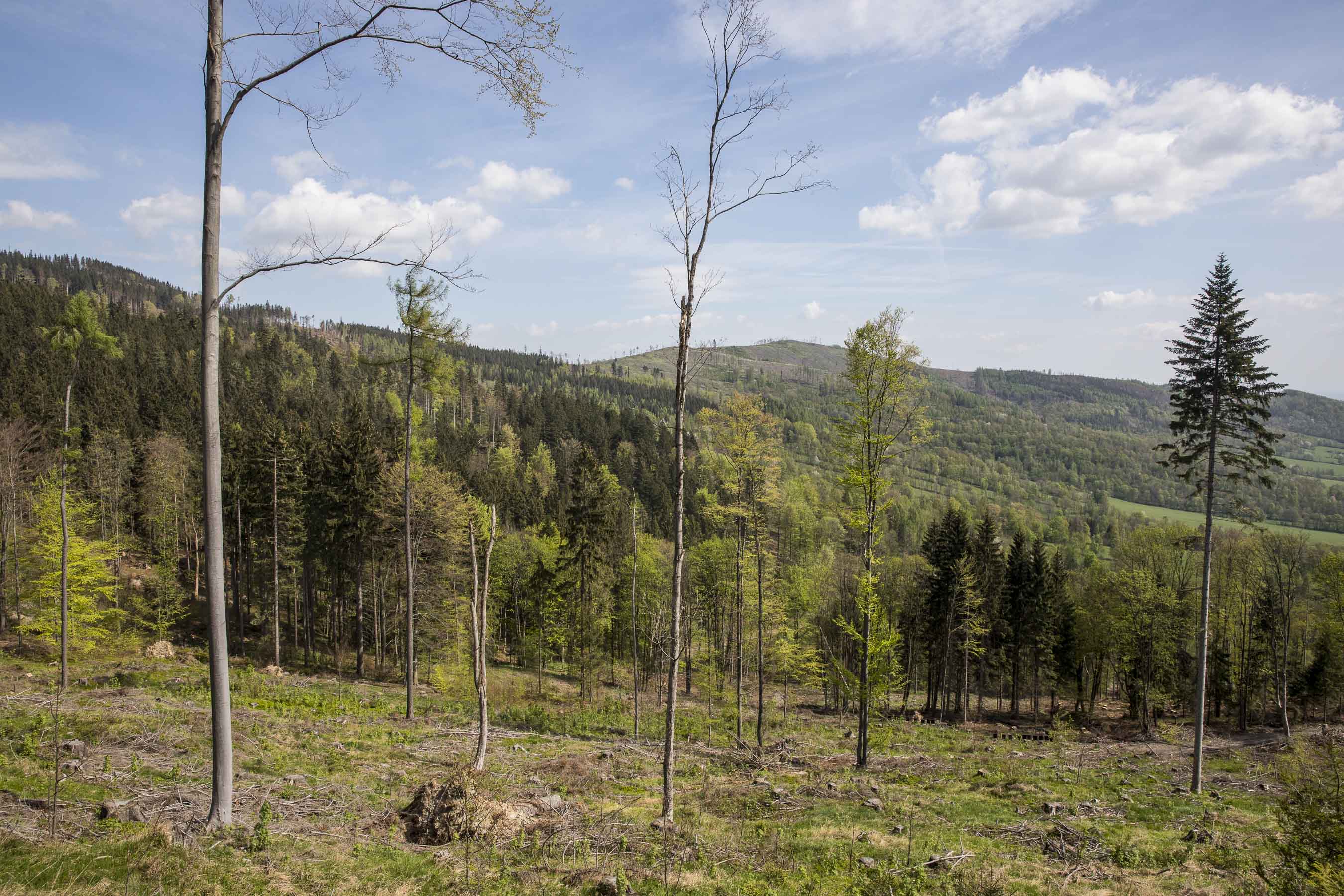 Kácení napadených stromů pod Biskupskou kupou.