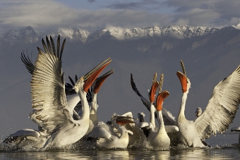 Pelikán kadeřavý (Foto z výstavy Wild Wonders of Europe, která se od 22. 6. koná v Praze) / FOTO Jari Peltomaki