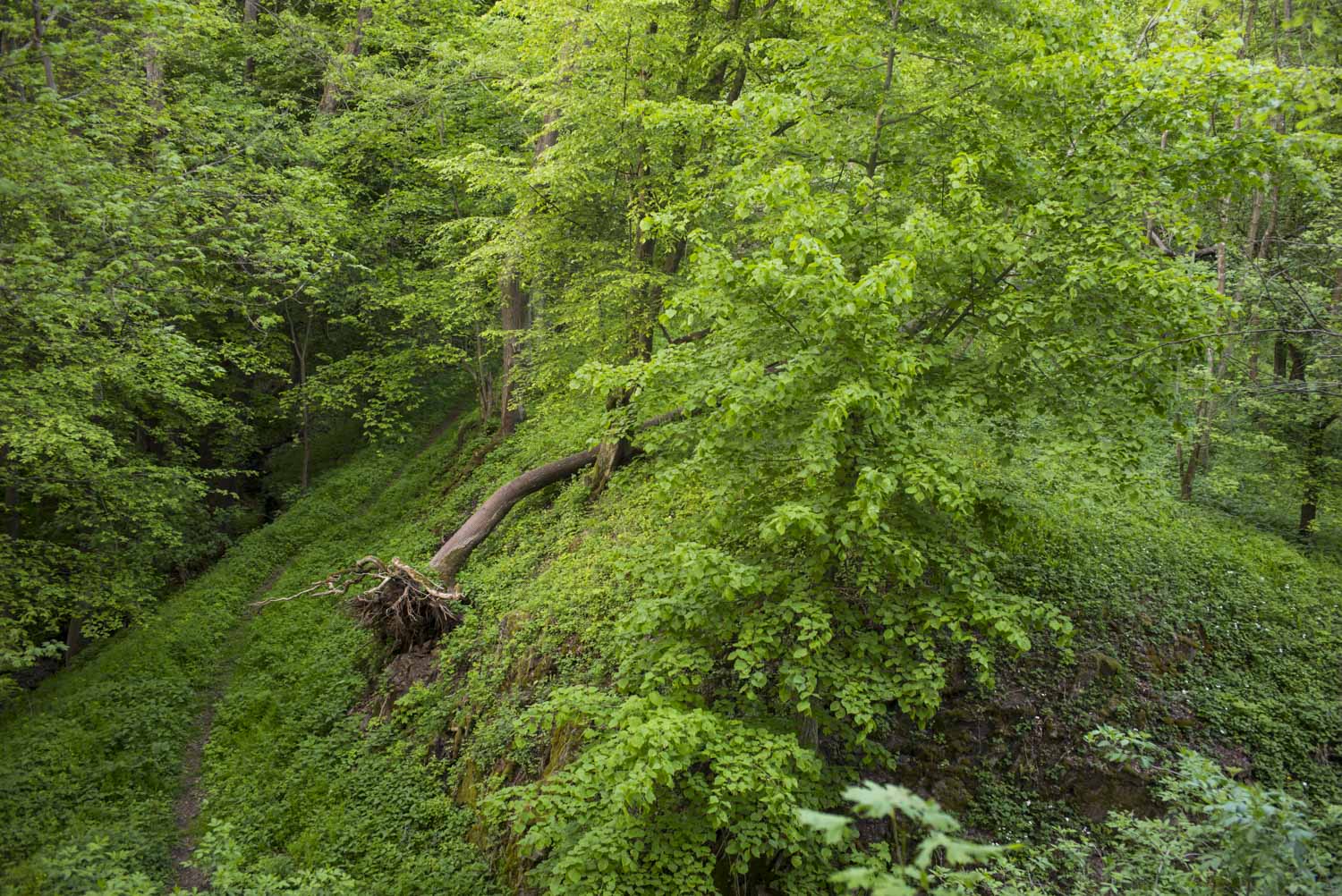 Křivoklátsko, Týřov