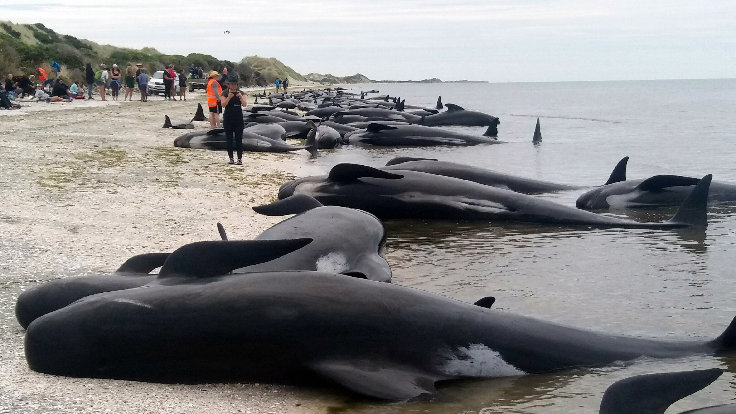 Uvízlé velryby u Farewell Spit na Novém Zélandu 