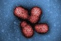 Virus chřipky typu H1N1