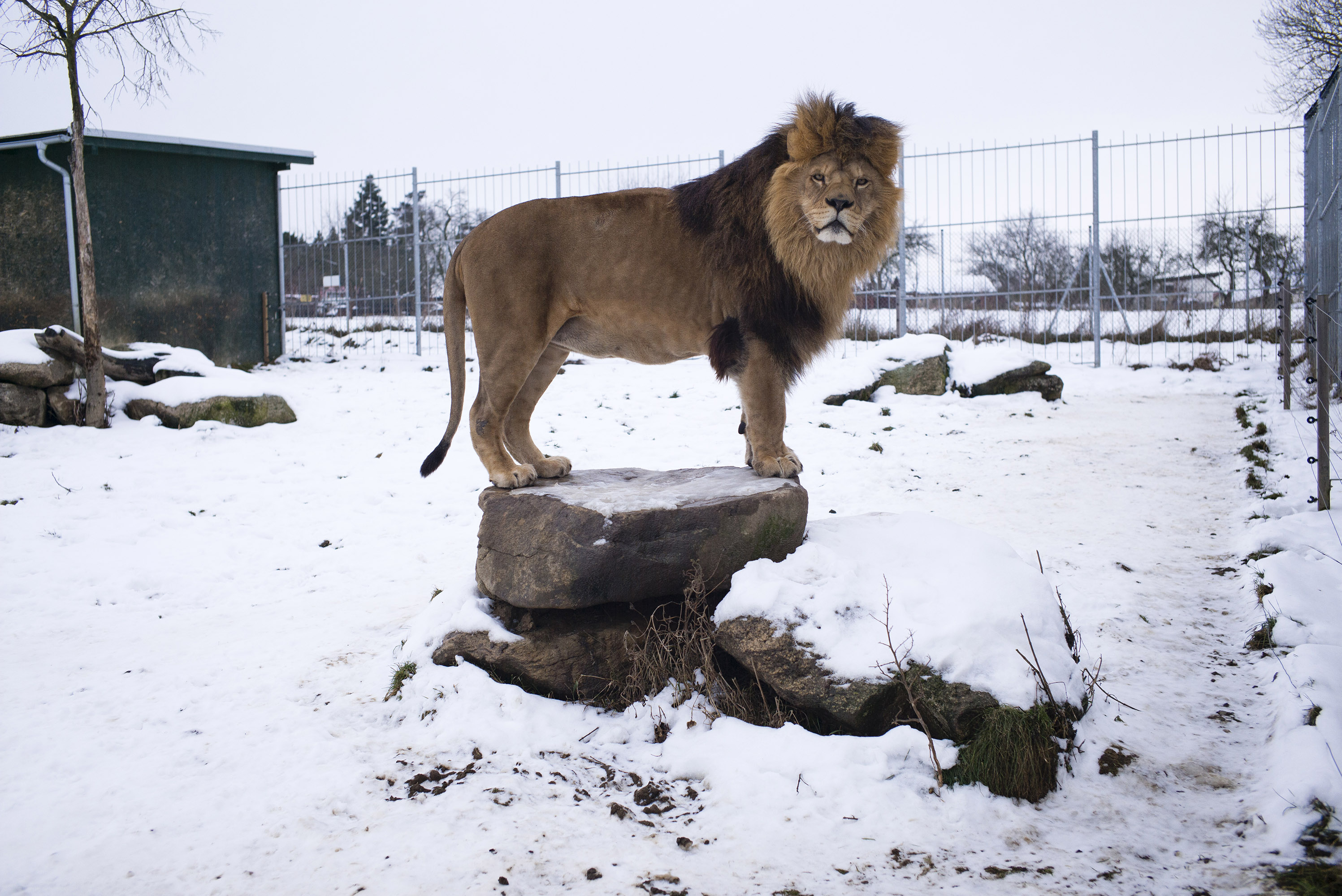 Zkrachovalá Zoo, Větrovy, leden, 2015
