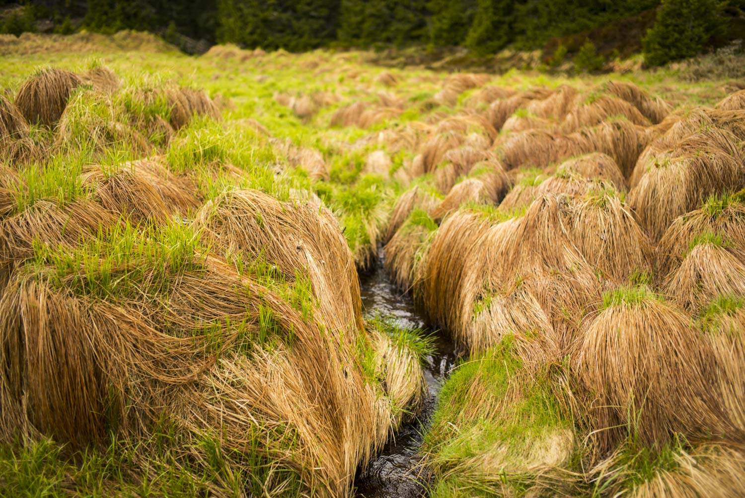 Modrava, Šumava