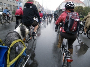 When it rains cats and dogs / Author: Pavel Vondra