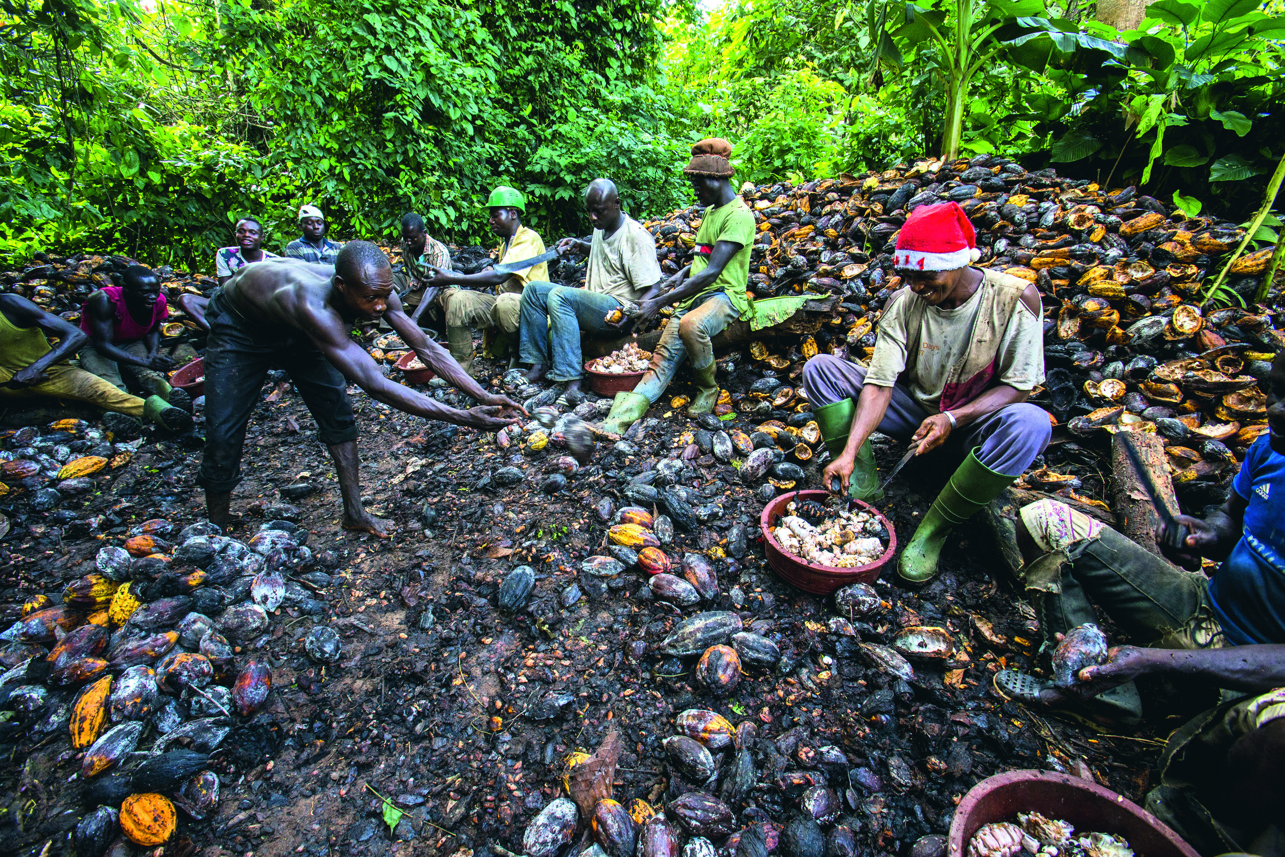 Na plantážích
v západní Africe, odkud pochází kolem 70 procent světového kakaa, pracuje podle různých studií 1,5– 2,5 milionu dětí. (Pobřeží slonoviny)