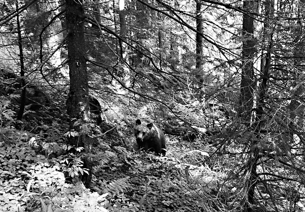 Fotografie: Takhle vypadá ráj medvědů. - Autor: ISIFA