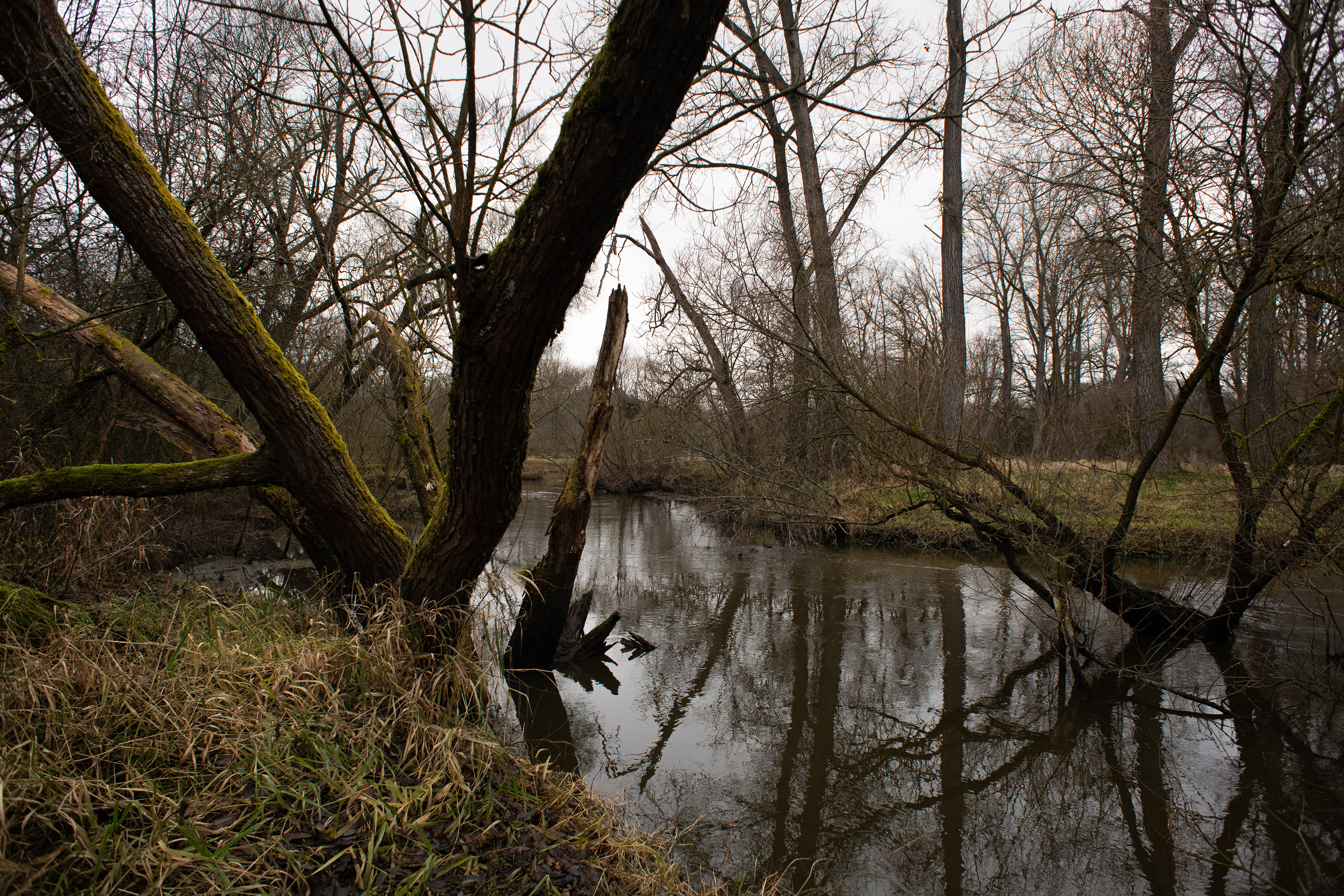 Meandry Lužnice