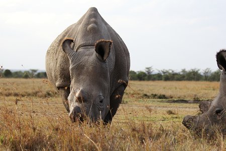 ol pejeta najin unor2014 ladnar zoodk
