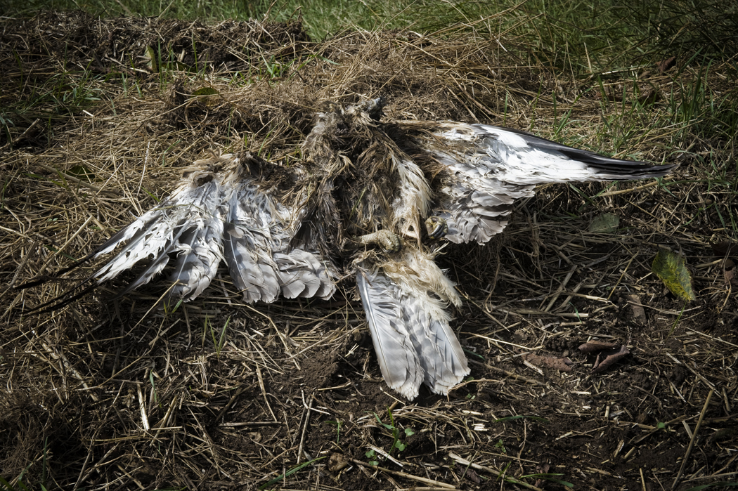 Jako návnady slouží mršiny králíků nebo slepic napuštěné karbofuranem - v Evropě už zakázaným jedem, účinnou látkou pesticidů