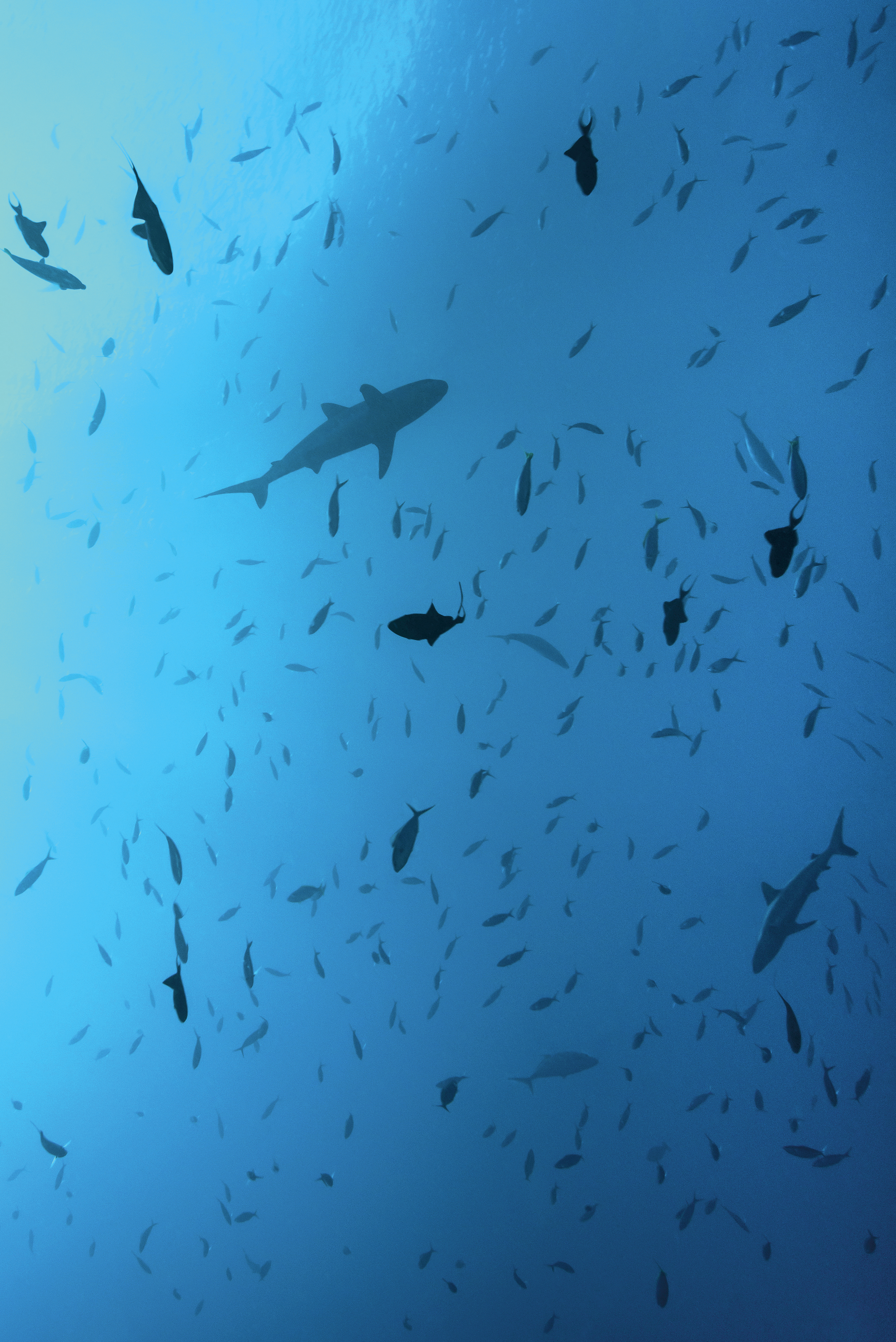 Silueta žraloka spanilého (Carcharhinus amblyrhynchos) ve vodách
Tichého oceánu kolem ostrovní republiky Palau v Mikronésii.