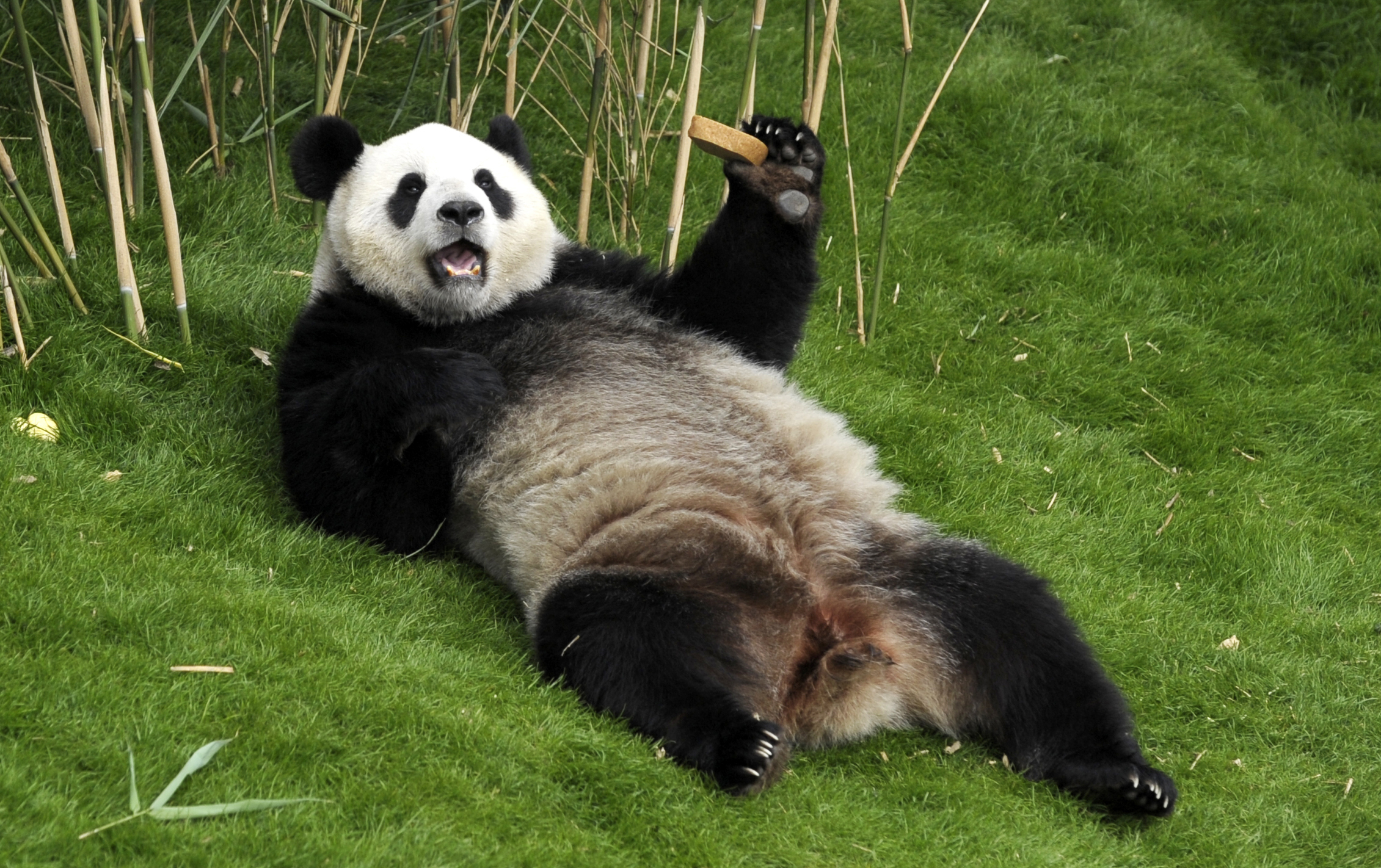 Panda Chao Chao při slavnostním uvítání v belgické zoo Brugelette, kam ji loni propůjčil čínský prezident