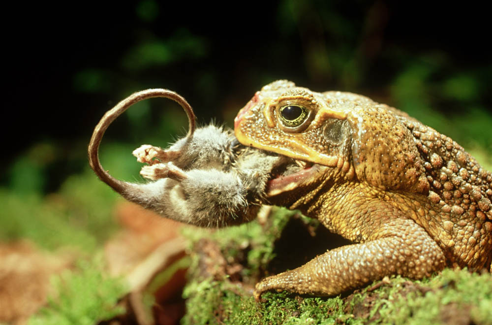 Na ní si pochutná málokdo. (Ropucha Bufo Marinus)
