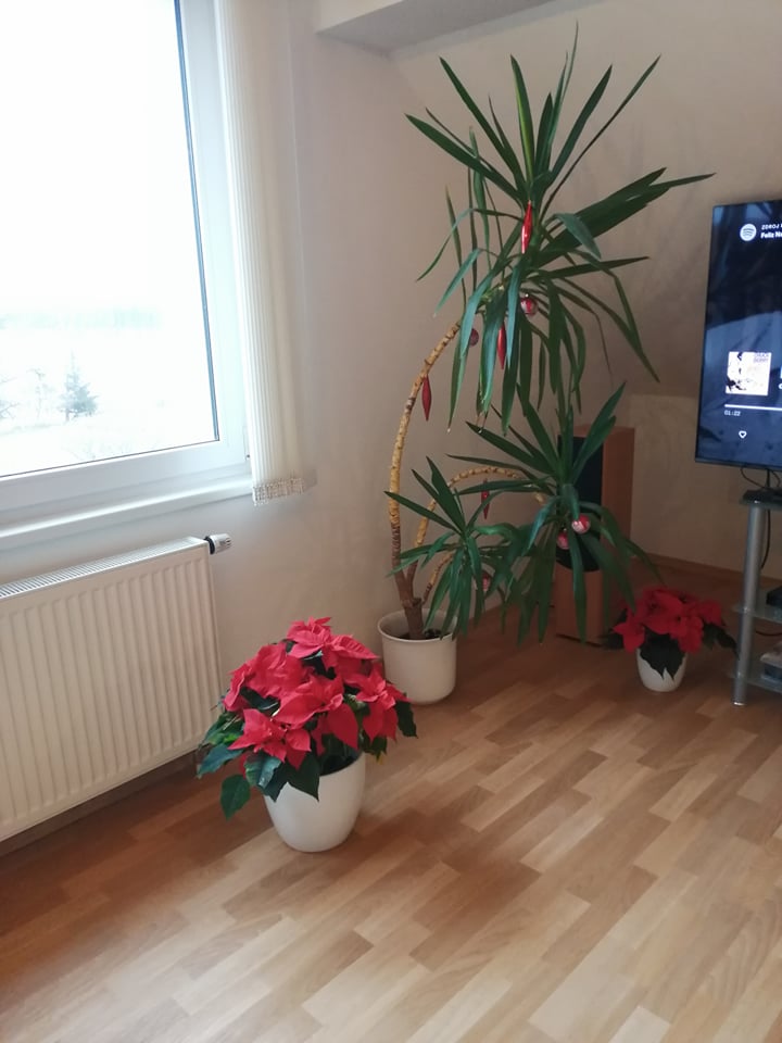 Palma v obýváku 