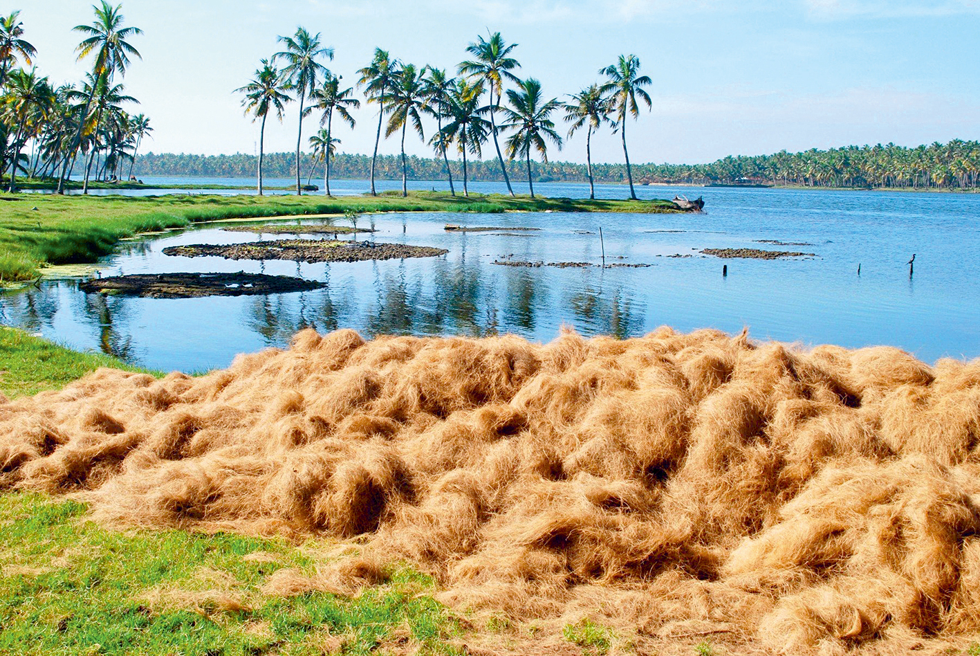 coir is made from this soft coconut husk obtained from beating coconut shells. This is from kerala backwaters., Image: 136629116, License: Rights-managed, Restrictions: , Model Release: no, Credit line: Profimedia, Alamy