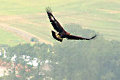 Orel Skalní Foto: Záchranná stanice Bartošovice