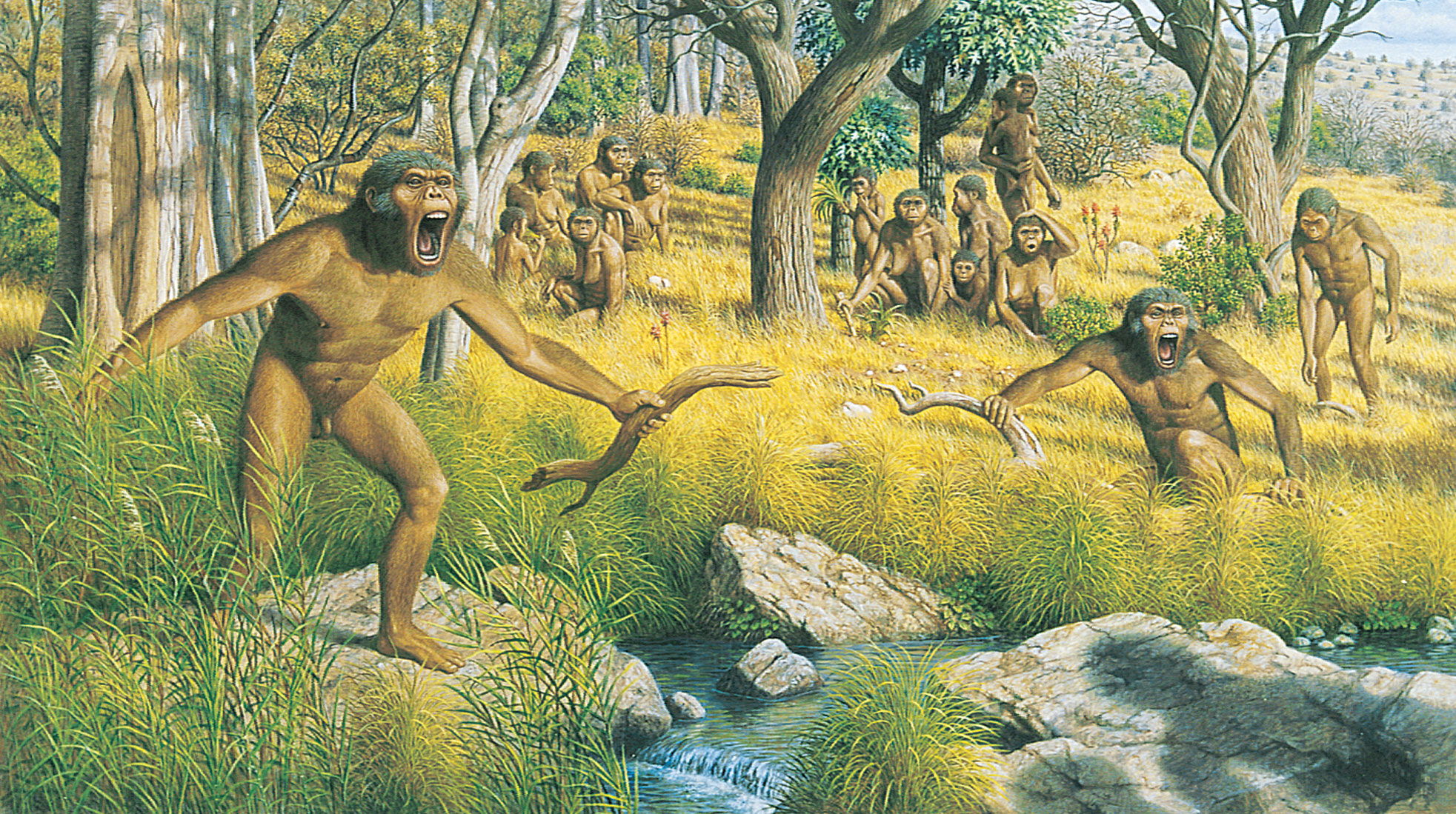 Australopithecus