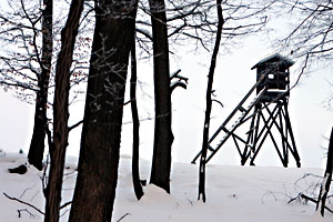Businessman Leoš Novotný's acquisition of protected forest land raises some worrying questions