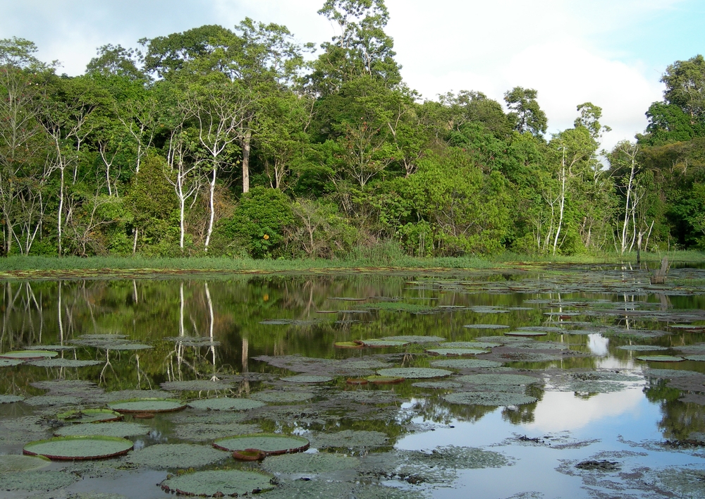 Amazonie