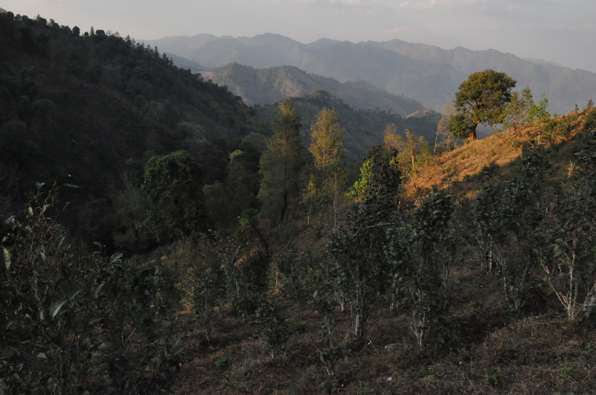 Barma