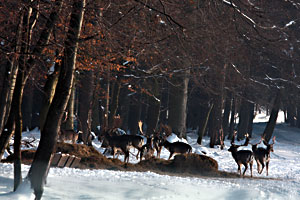 Businessman Leoš Novotný's acquisition of protected forest land raises some worrying questions