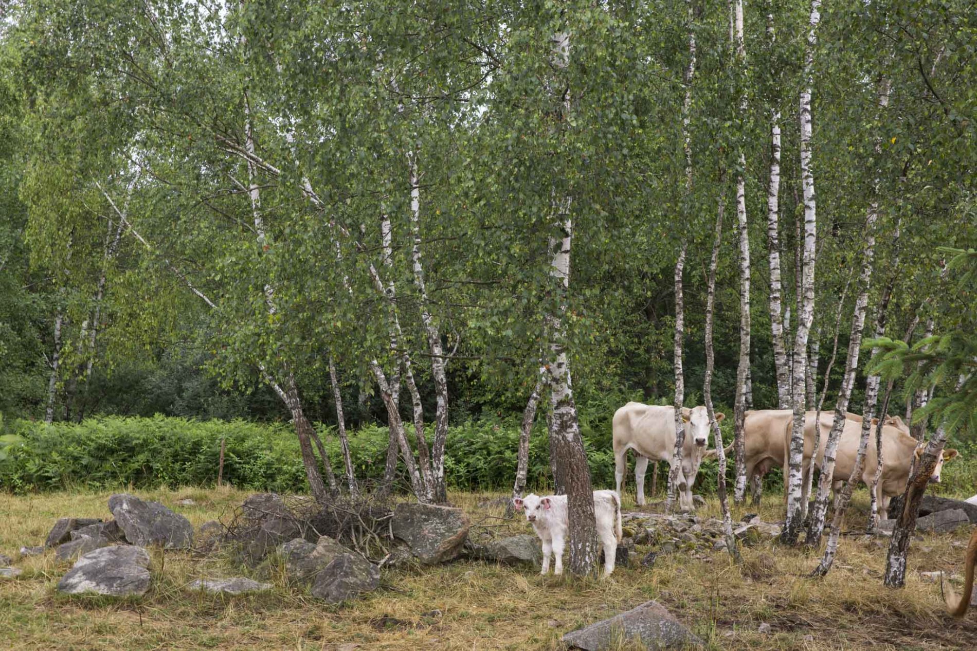 Ceska Kanada 2015