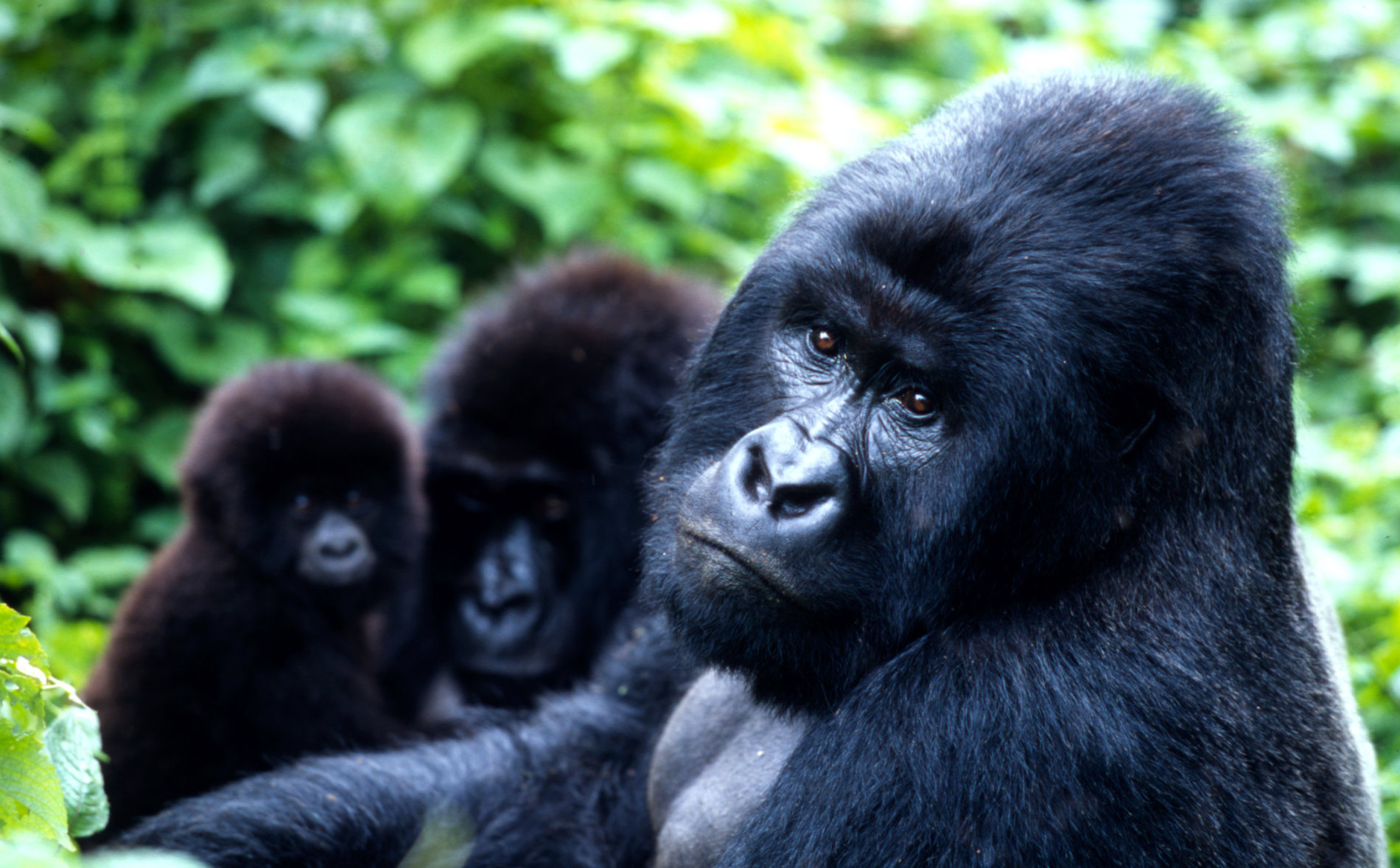 Vyskytuje se pouze v deštném pralese v nadmořských výškách 2200-4000 m n. m. v pohoří Virunga na pomezí Konžské demokratické republiky, Ugandy a Rwandy.
