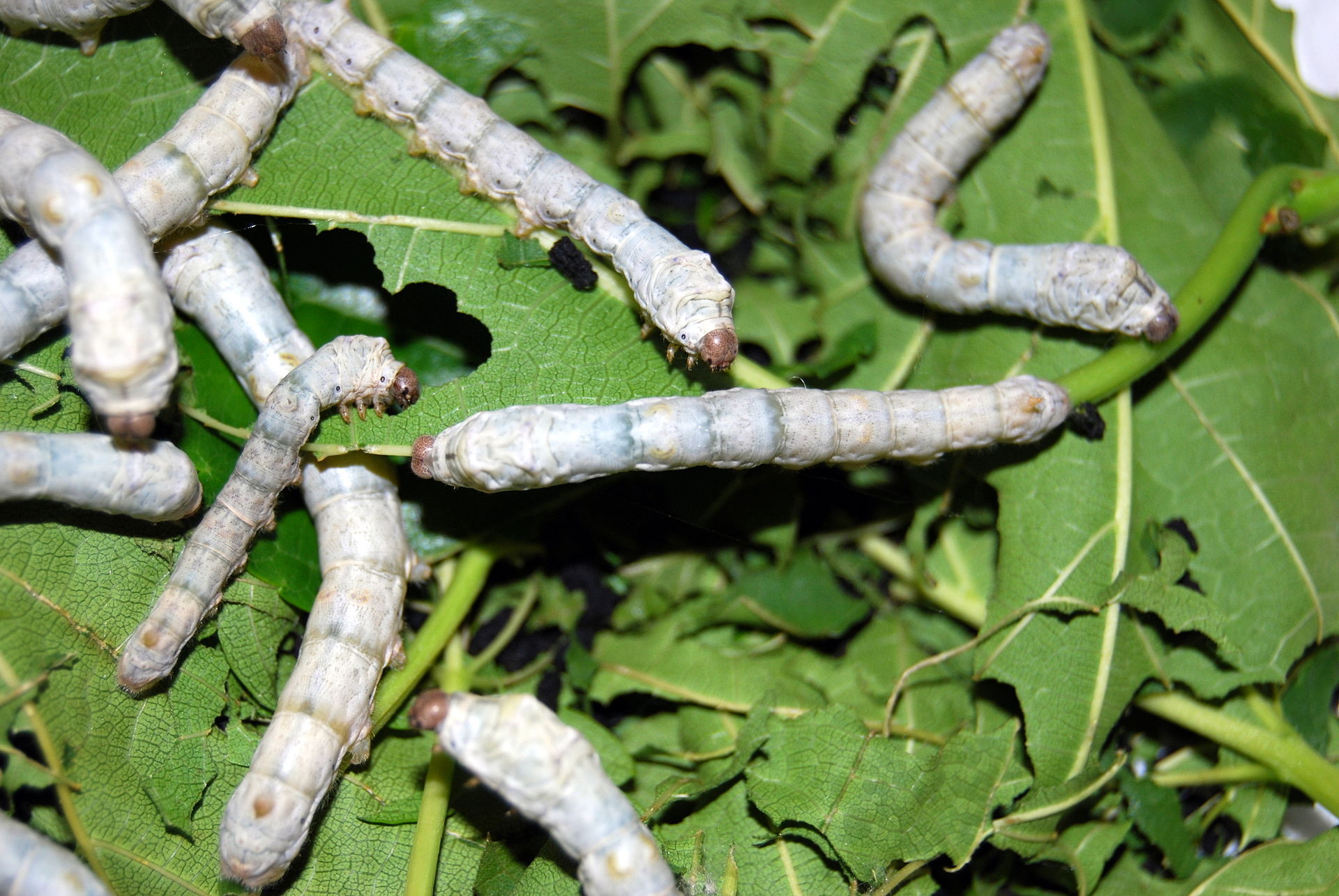 Larvy bource morušového