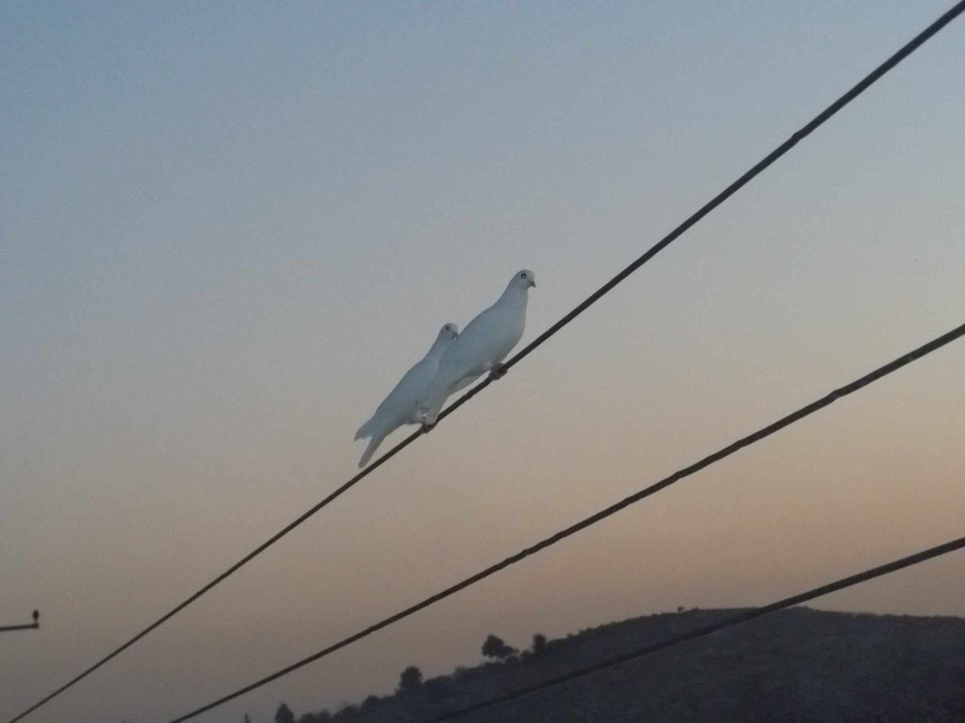 Doves ... Mohammad / Holubice ... Mohammad