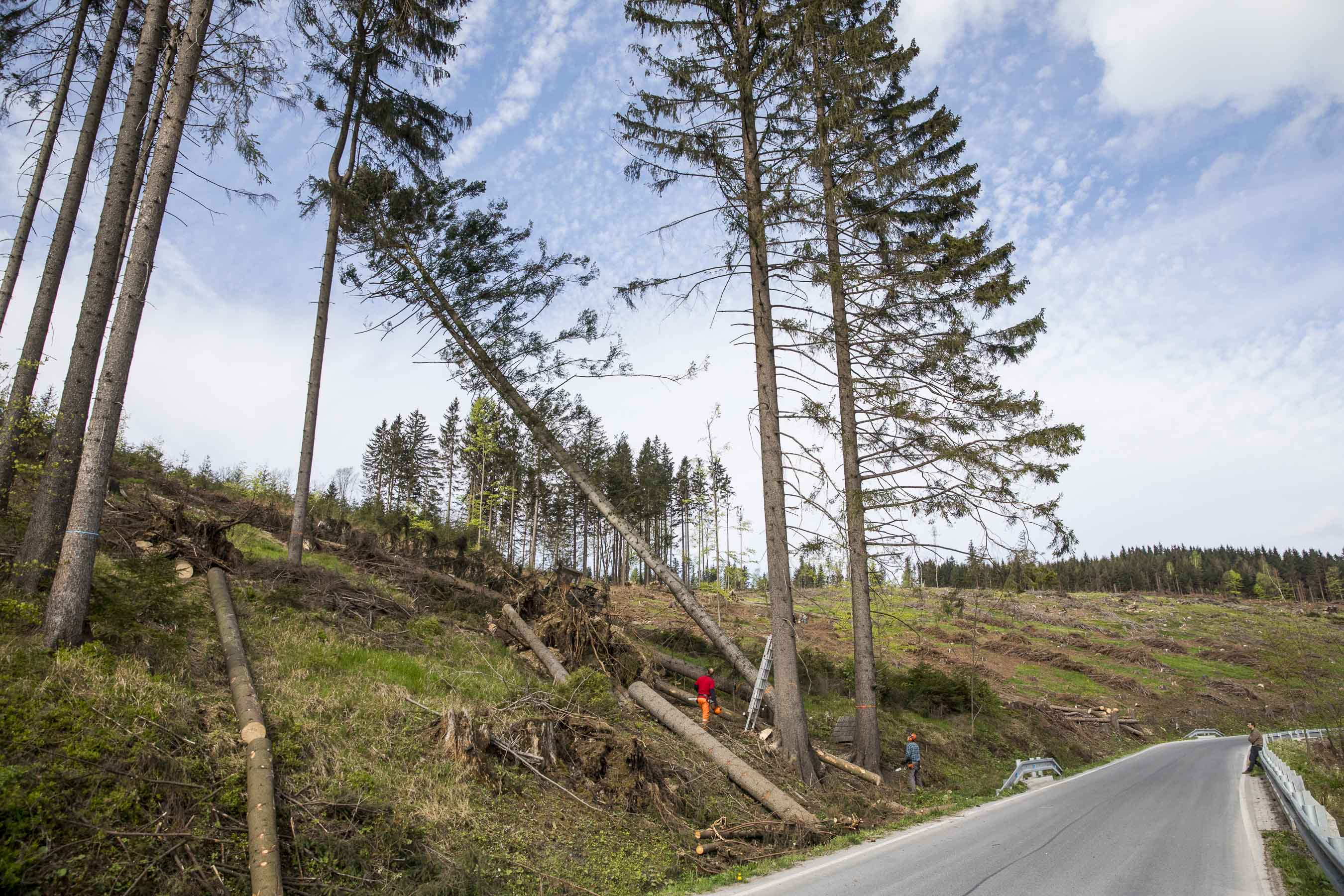 Kácení napadených stromů pod Biskupskou kupou.