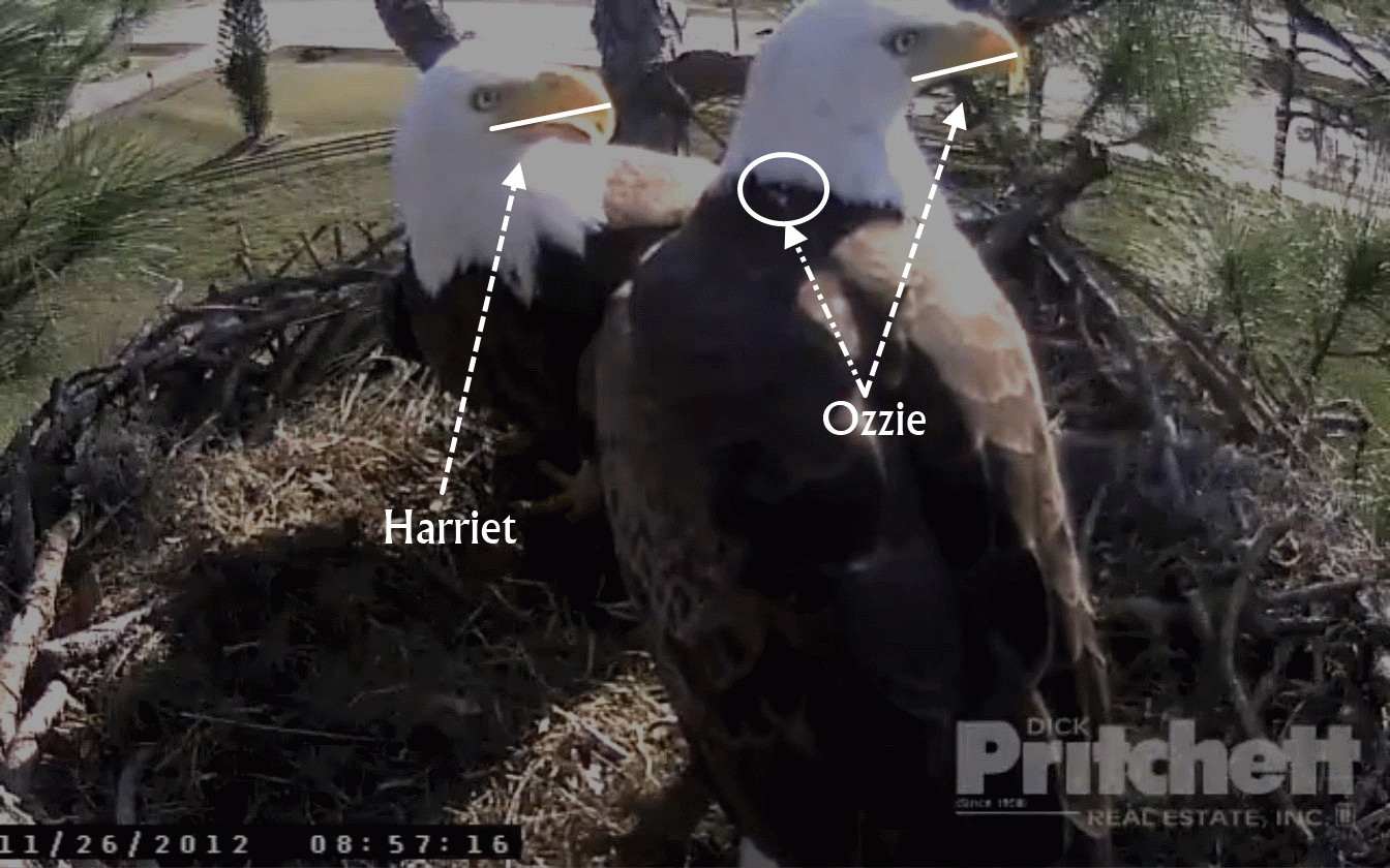 Ozzie a Harriet; foto www.southwestfloridaeaglecam.com