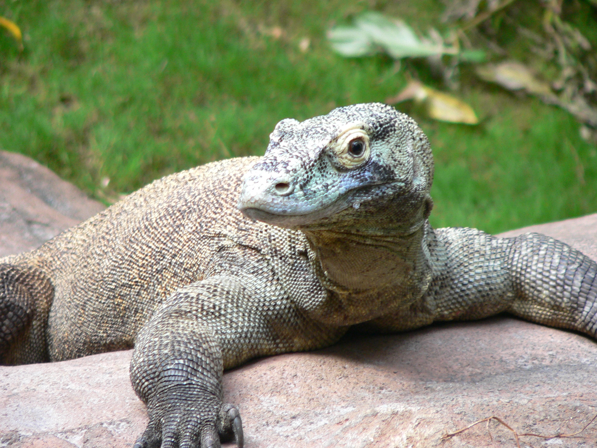 Varan komodský