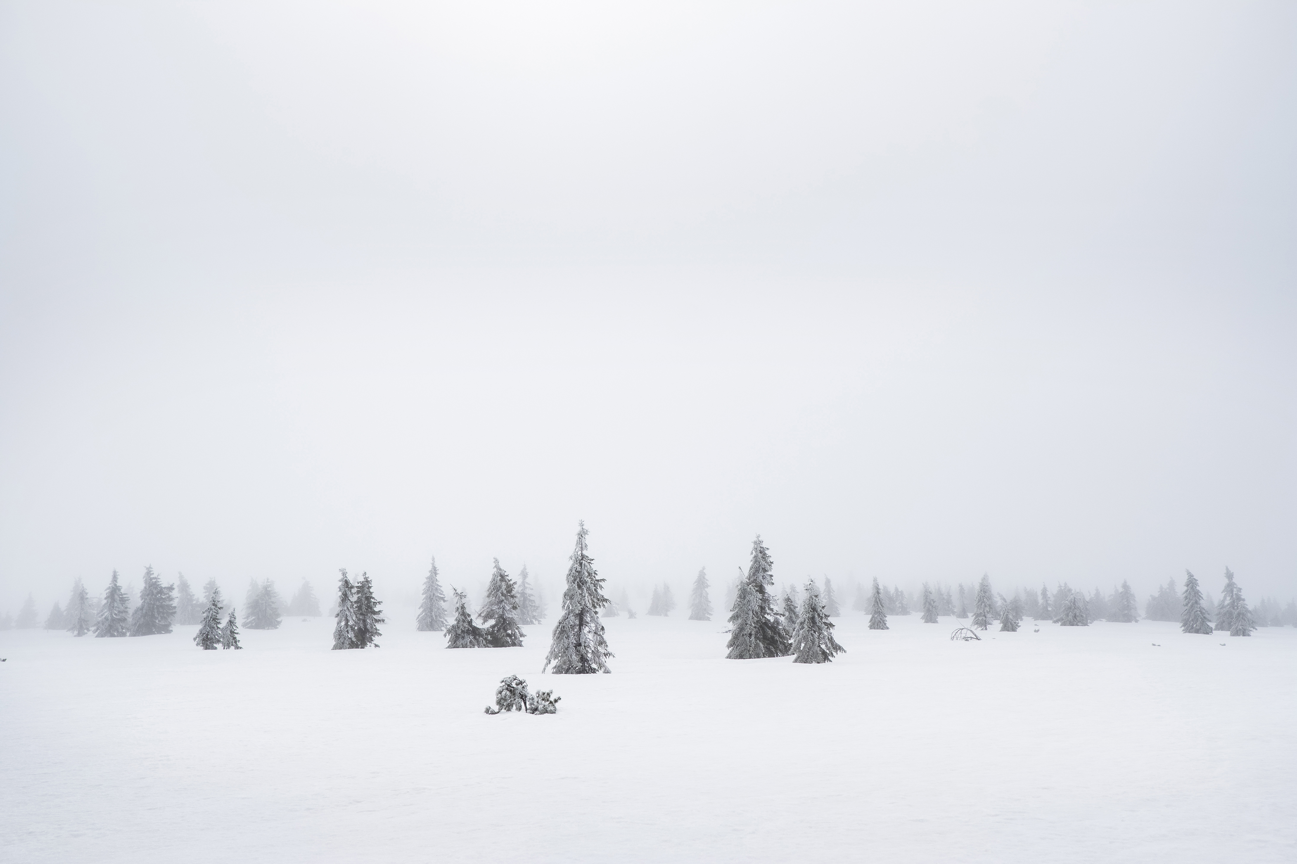 Lidé nikde, tetřívci možná. (Nad Krakonošovou snídaní)
