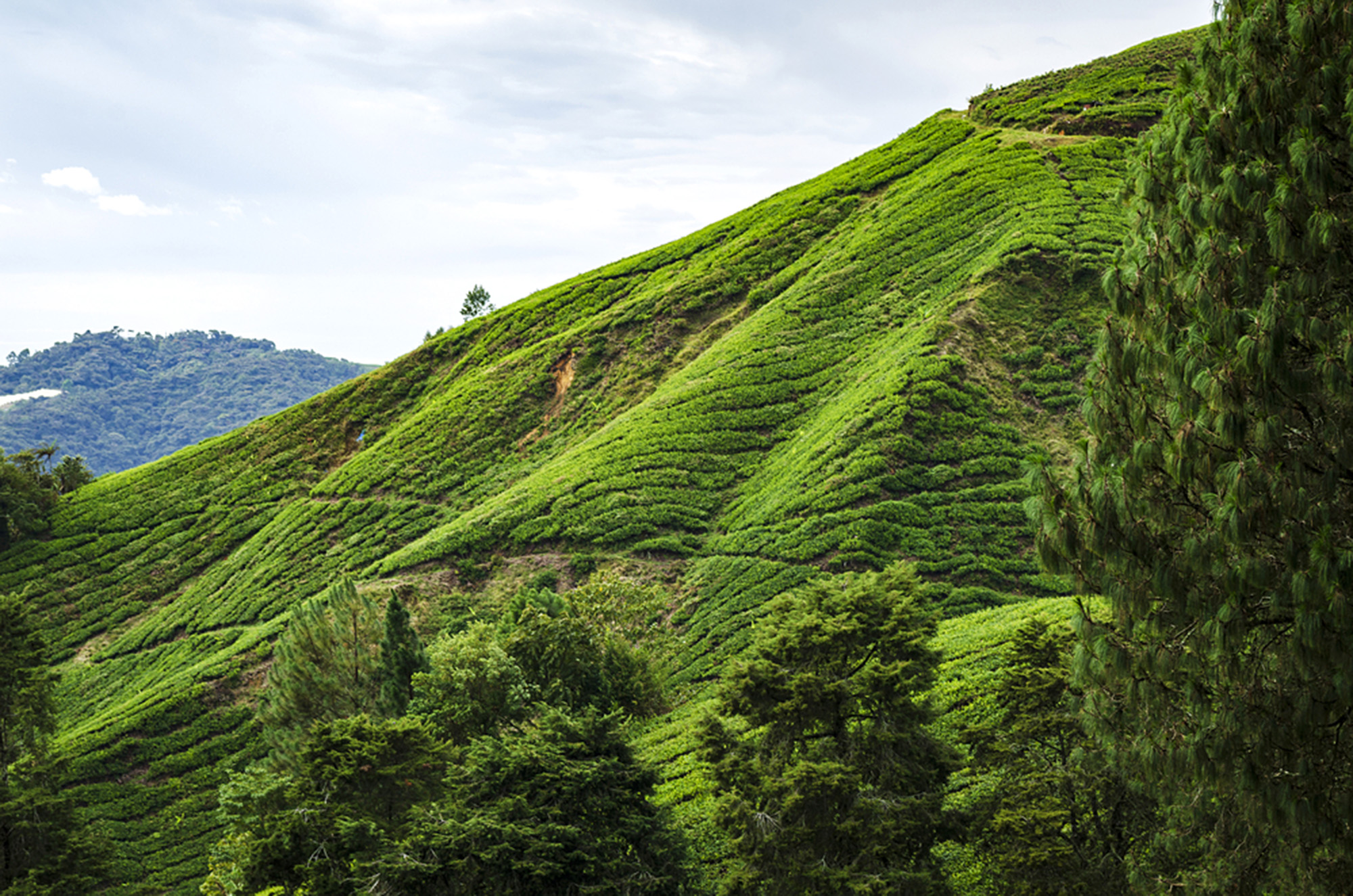 Cameron Highland, Malajsie; ilustrační foto