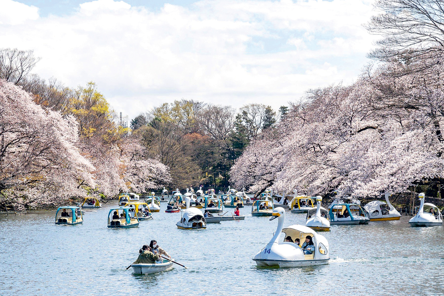 Hanami? Už teď?Visitors enjoy Hanami (Cherry blossoms watching) from boats.  
Here is selected for Japanese Top 100 Cherry Blossom Viewing Sites.
Credit: World Discovery/Alamy Live News, Image: 424213311, License: Rights-managed, Restrictions: , Model Release: no, Credit line: Profimedia, Alamy
