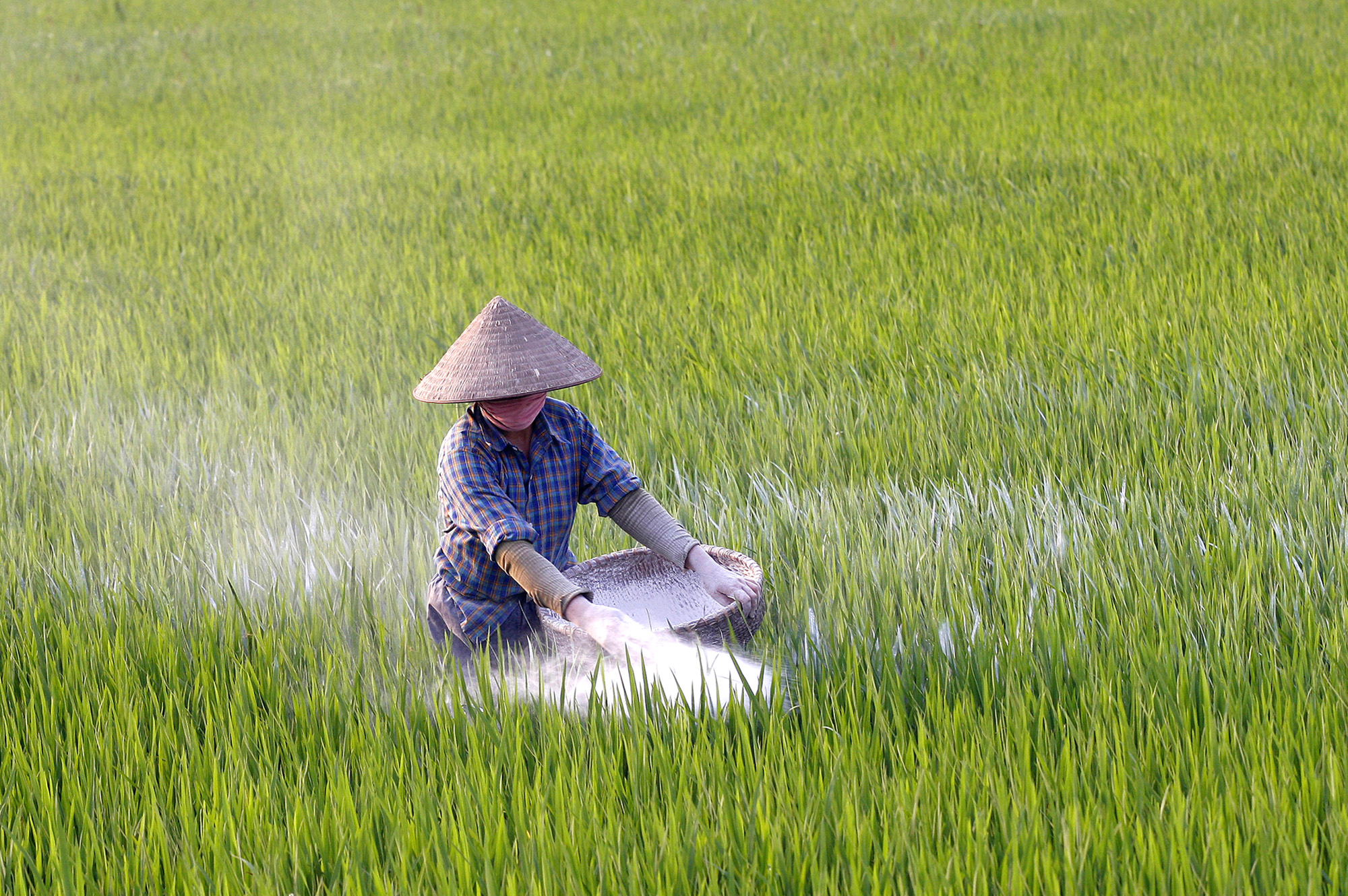 I vietnamský farmář platí za hnojiva čím dál víc