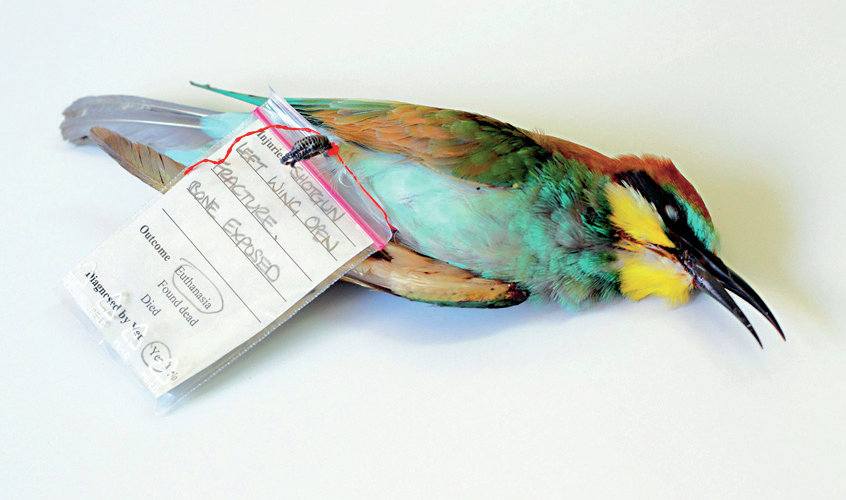 A illegally shot bee-eater
The Fight Against Malta's Illegal Bird Hunters
These shocking images show endangered birds fatally shot for no apparent reason. 

For five months of the year there are appro
