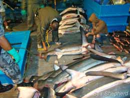 Sea Shepherd