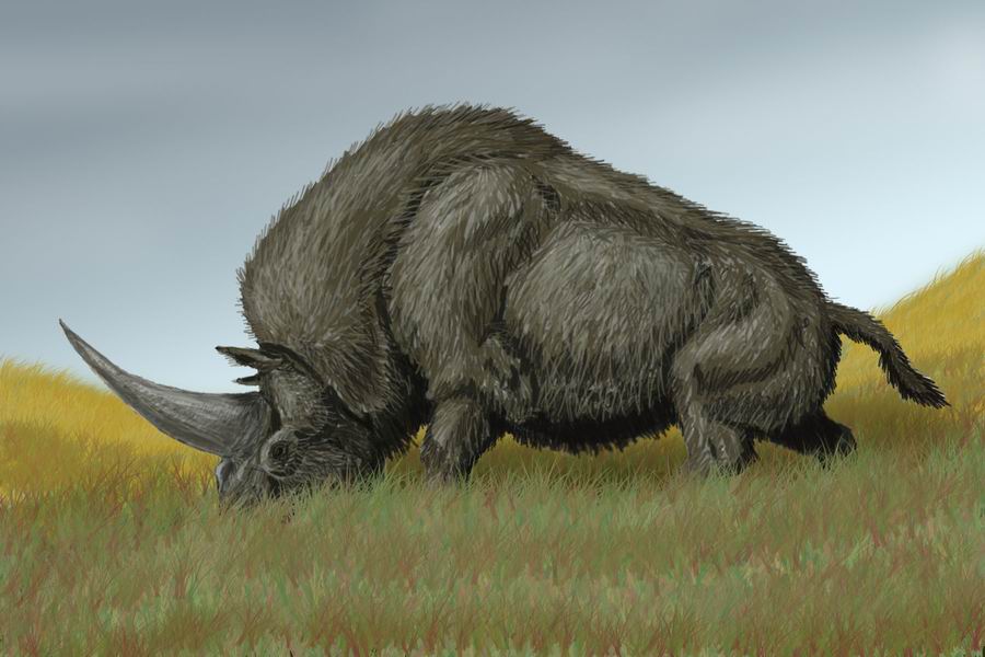 Elasmotherium sibericum