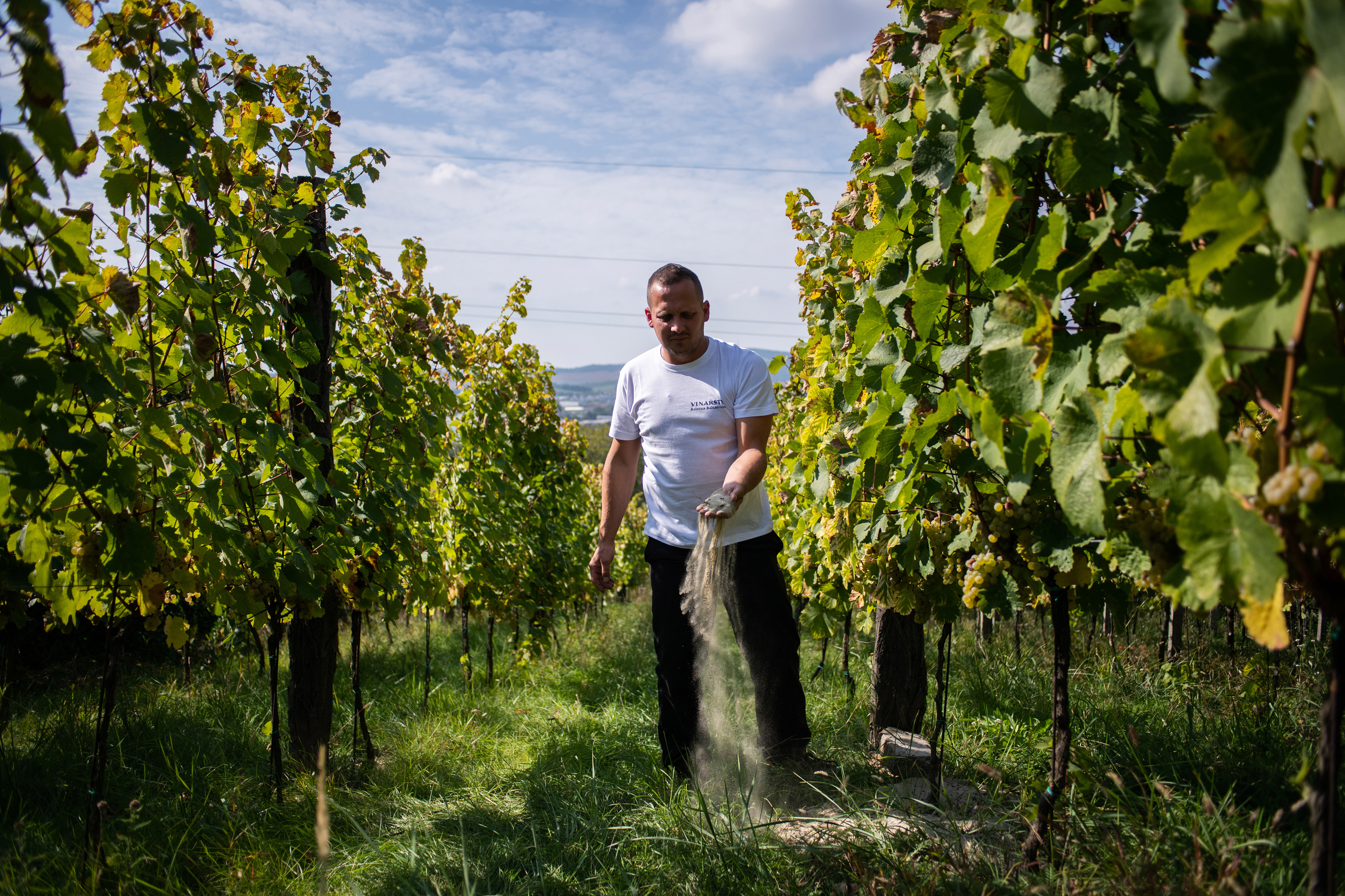 Vinobraní, Kyjov, září 2019